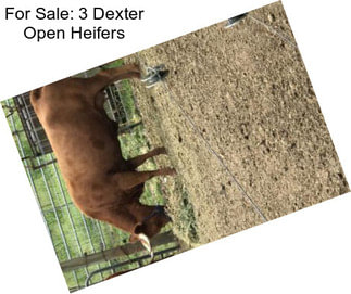 For Sale: 3 Dexter Open Heifers