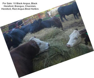 For Sale: 10 Black Angus, Black Hereford, Brangus, Charolais, Hereford, Red Angus Bred Heifers