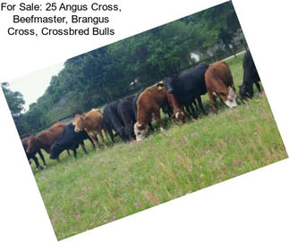 For Sale: 25 Angus Cross, Beefmaster, Brangus Cross, Crossbred Bulls