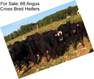 For Sale: 68 Angus Cross Bred Heifers