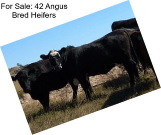 For Sale: 42 Angus Bred Heifers