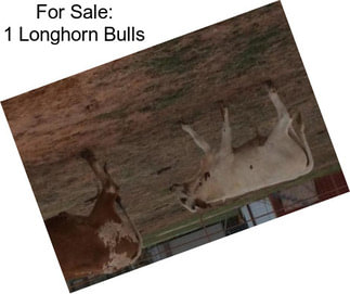 For Sale: 1 Longhorn Bulls