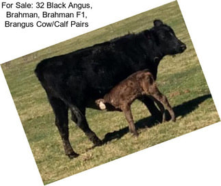 For Sale: 32 Black Angus, Brahman, Brahman F1, Brangus Cow/Calf Pairs