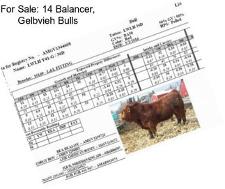 For Sale: 14 Balancer, Gelbvieh Bulls