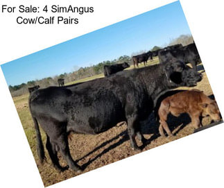 For Sale: 4 SimAngus Cow/Calf Pairs