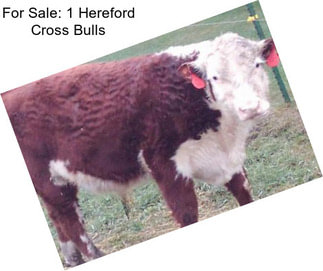 For Sale: 1 Hereford Cross Bulls