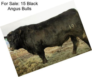 For Sale: 15 Black Angus Bulls