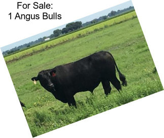 For Sale: 1 Angus Bulls