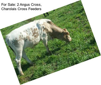 For Sale: 2 Angus Cross, Charolais Cross Feeders