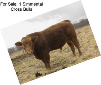 For Sale: 1 Simmental Cross Bulls