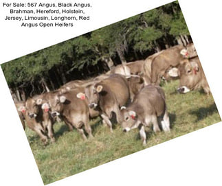 For Sale: 567 Angus, Black Angus, Brahman, Hereford, Holstein, Jersey, Limousin, Longhorn, Red Angus Open Heifers