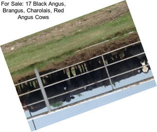 For Sale: 17 Black Angus, Brangus, Charolais, Red Angus Cows