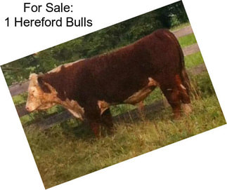 For Sale: 1 Hereford Bulls