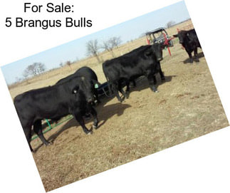 For Sale: 5 Brangus Bulls