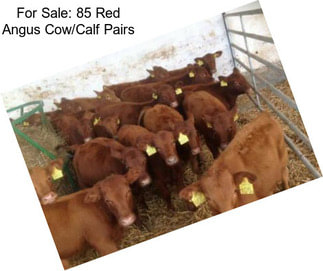 For Sale: 85 Red Angus Cow/Calf Pairs