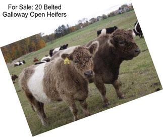 For Sale: 20 Belted Galloway Open Heifers