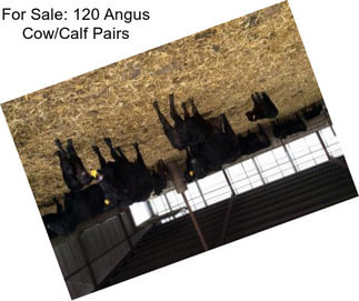 For Sale: 120 Angus Cow/Calf Pairs