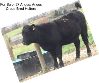 For Sale: 27 Angus, Angus Cross Bred Heifers