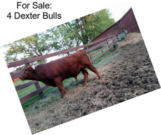 For Sale: 4 Dexter Bulls