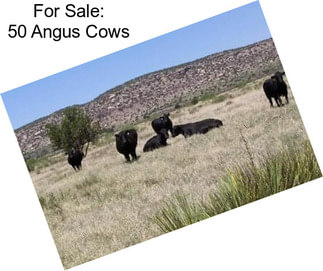 For Sale: 50 Angus Cows