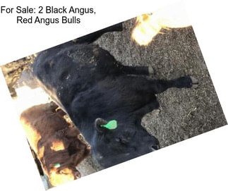 For Sale: 2 Black Angus, Red Angus Bulls