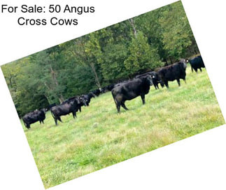 For Sale: 50 Angus Cross Cows