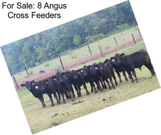 For Sale: 8 Angus Cross Feeders