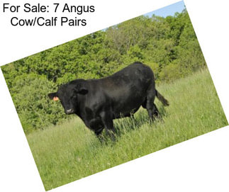 For Sale: 7 Angus Cow/Calf Pairs