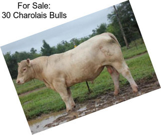 For Sale: 30 Charolais Bulls
