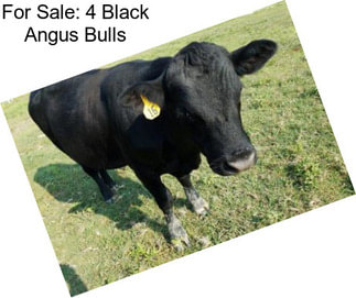 For Sale: 4 Black Angus Bulls