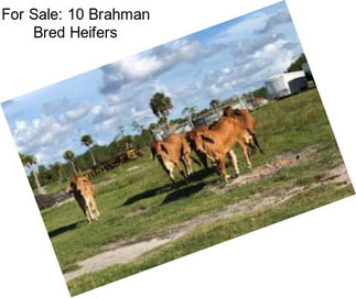 For Sale: 10 Brahman Bred Heifers
