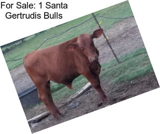 For Sale: 1 Santa Gertrudis Bulls