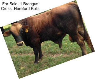 For Sale: 1 Brangus Cross, Hereford Bulls