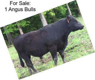 For Sale: 1 Angus Bulls