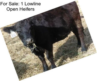 For Sale: 1 Lowline Open Heifers