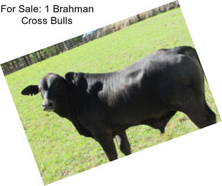 For Sale: 1 Brahman Cross Bulls