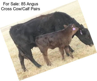 For Sale: 85 Angus Cross Cow/Calf Pairs