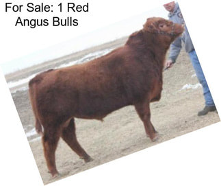 For Sale: 1 Red Angus Bulls