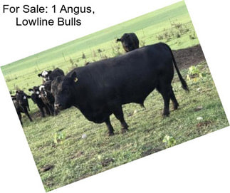 For Sale: 1 Angus, Lowline Bulls