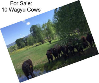 For Sale: 10 Wagyu Cows
