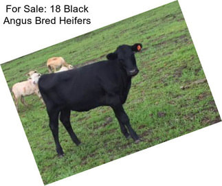 For Sale: 18 Black Angus Bred Heifers