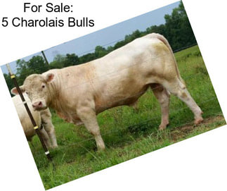 For Sale: 5 Charolais Bulls