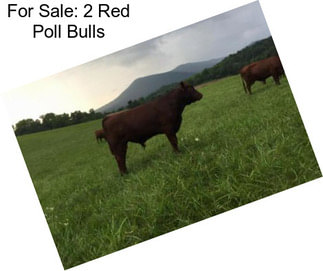 For Sale: 2 Red Poll Bulls