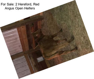 For Sale: 2 Hereford, Red Angus Open Heifers