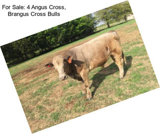 For Sale: 4 Angus Cross, Brangus Cross Bulls