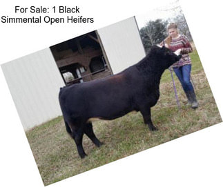 For Sale: 1 Black Simmental Open Heifers