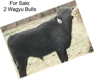 For Sale: 2 Wagyu Bulls