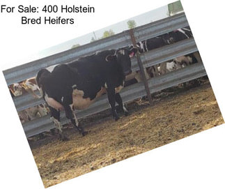 For Sale: 400 Holstein Bred Heifers