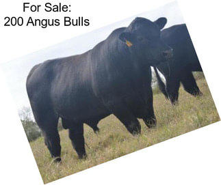 For Sale: 200 Angus Bulls