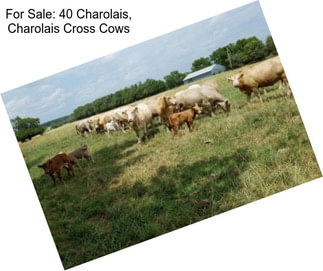 For Sale: 40 Charolais, Charolais Cross Cows